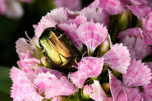 Chafer on pink flower — Stock Photo, Image