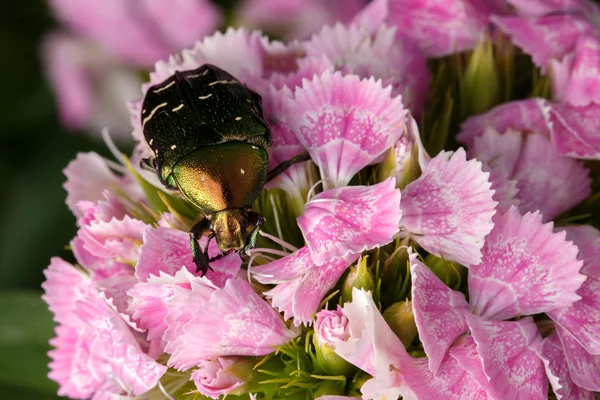 Chafer auf rosa Blume — Stockfoto