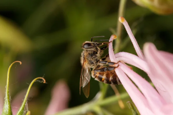 Biene bestäubt Blume — Stockfoto