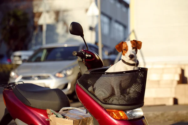 Cão em uma scooter cesta — Fotografia de Stock