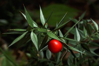 dikenli ruscus aculeatus bitki