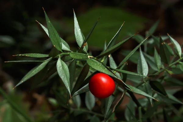 Piquant ruscus aculeatus plante Photo De Stock