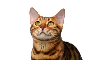 beyaz izole closeup bengal kedisi