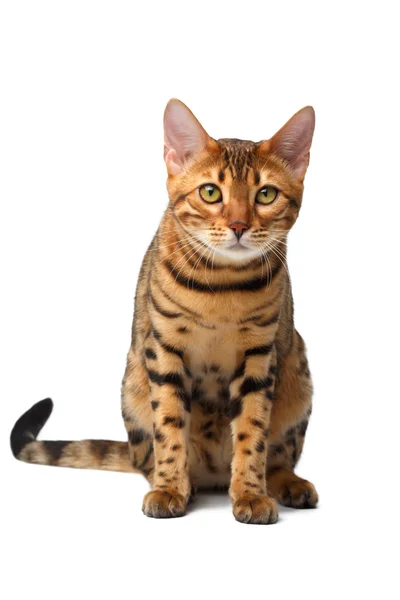 Bengal cat sitzt auf weiß — Stockfoto