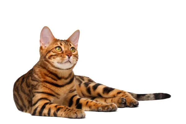 Bengal cat lies on white and looking up — Stock Photo, Image