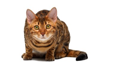 Bengal kedi çömelmiş