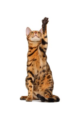 Bengal kedi oturma ve pençe kadar yükselterek
