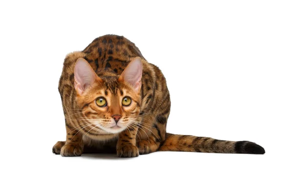 Bengal cat  crouched — Stock Photo, Image