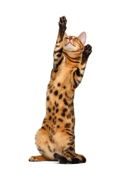 Bengal cat stand and raising up paw — Stock Photo, Image