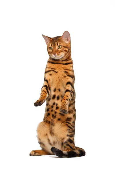 Bengala gato de pie y levantando la pata — Foto de Stock