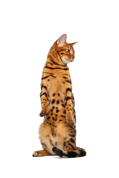 Bengala gato de pie y levantando la pata — Foto de Stock
