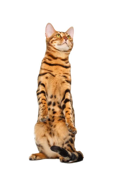 Bengalen kat stand en verhogen van paw — Stockfoto