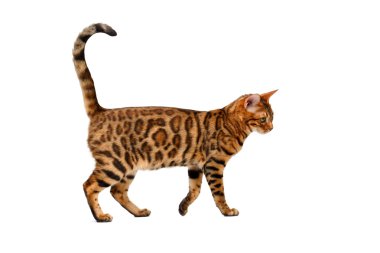 Beyaz yürüyüş bengal kedisi