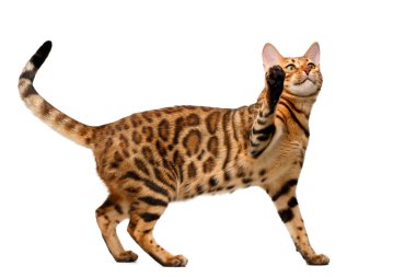 Bengal kedi stand ve pençe kadar yükselterek