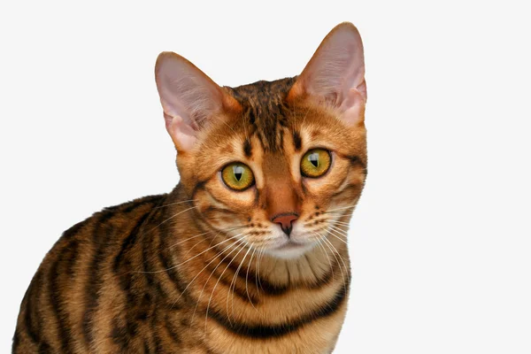 근접 촬영 벵골 고양이 카메라 찾고 — 스톡 사진