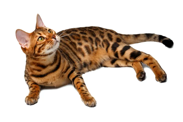 Bengal cat lies on white and looking up — Stock Photo, Image