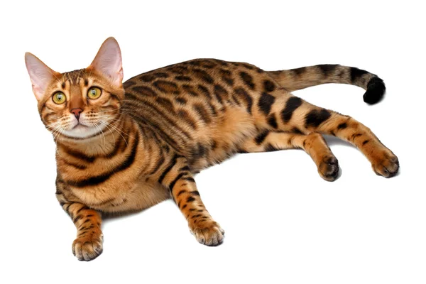 Bengal cat lies on white and looking up — Stock Photo, Image