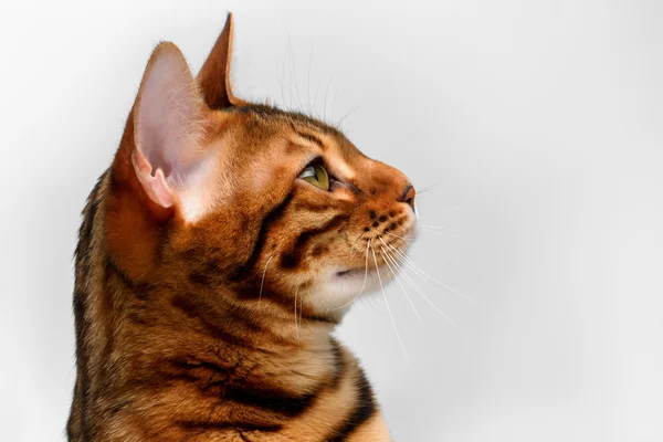 Close up bengala gato olhando para cima no branco, vista lateral — Fotografia de Stock