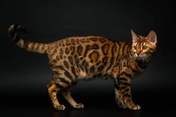 ベンガル猫はオン ブラック — ストック写真
