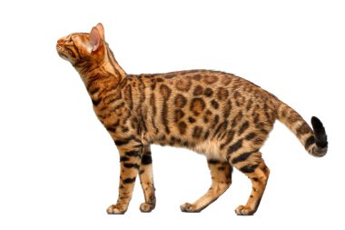 Bengal kedi ayakta ve beyaz koklama