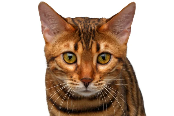 Closeup bengal kedi kamera seyir — Stok fotoğraf