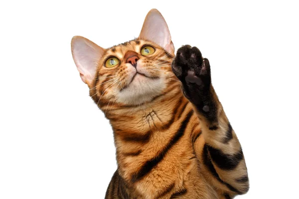 Bengala gato de pie y levantando la pata —  Fotos de Stock