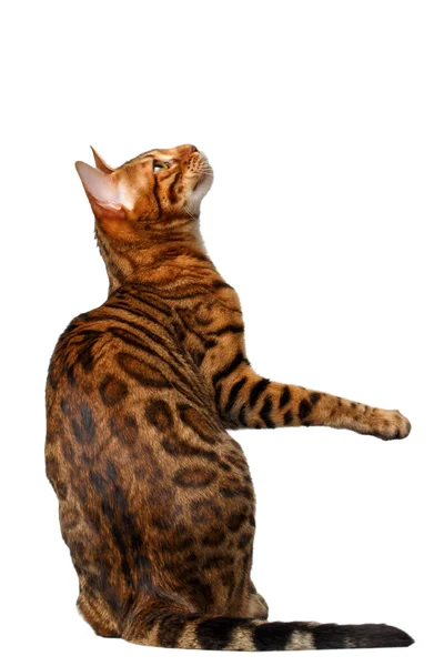 Bengal cat sits and raising up paw — Stock Photo, Image