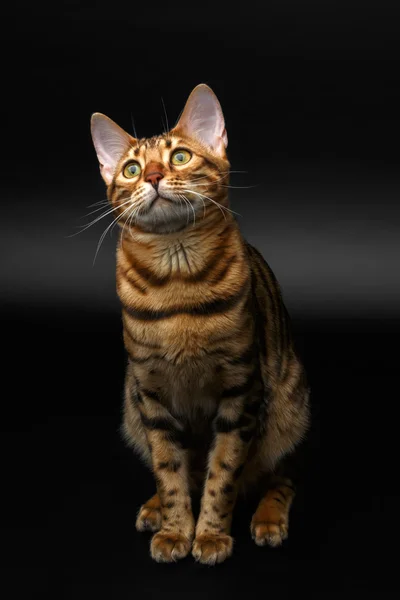 Bengal cat sitting on black — Stock Photo, Image