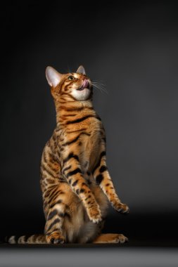 Bengal kedi stand ve yalama