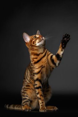 Bengal kedi oturur ve pençe kadar yükselterek