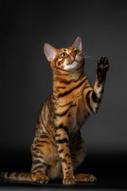 Bengal kedi oturur ve pençe kadar yükselterek