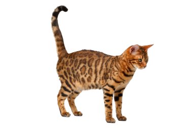 Beyaz yürüyüş bengal kedisi