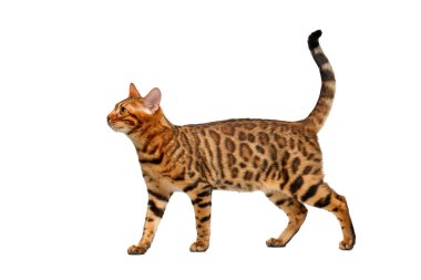 Beyaz yürüyüş bengal kedisi