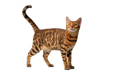 Beyaz yürüyüş bengal kedisi