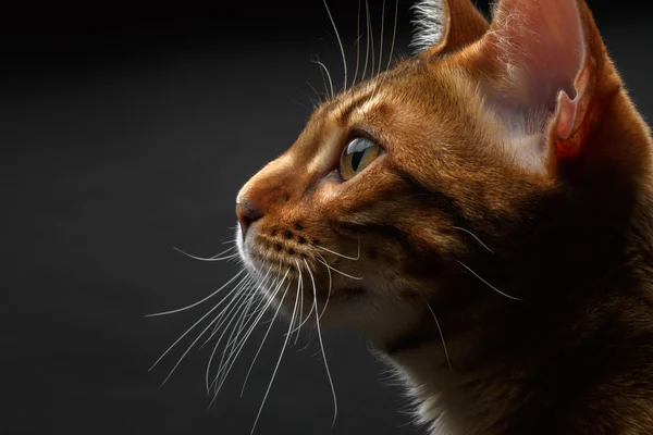 Close up bengala vista de perfil de gato — Fotografia de Stock