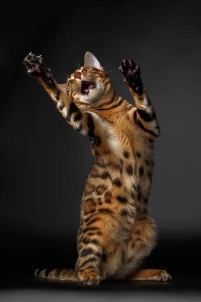 Bengala gato de pé sobre as pernas traseiras e captura — Fotografia de Stock