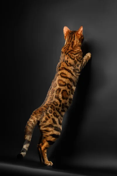 Bengal cat standing on hind legs and catching — Stock Photo, Image