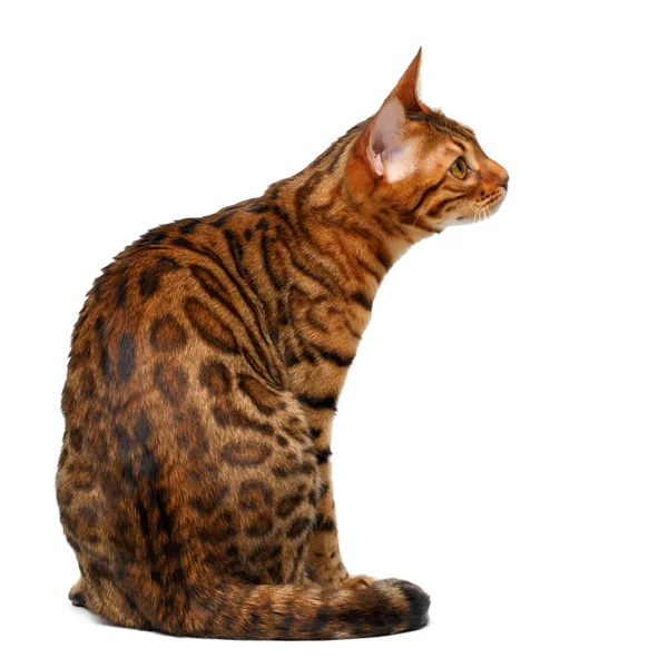 Bengal cat sitting and looking at right on white — Stock Photo, Image