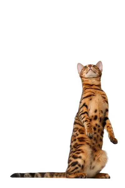 Bengala gato stand e olhando para cima — Fotografia de Stock