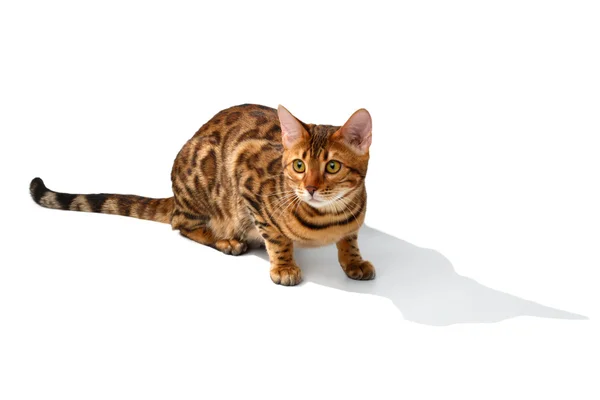 Bengal cat sitting and looking at right on white — Stock Photo, Image