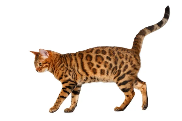 Bengal katt går på vit — Stockfoto