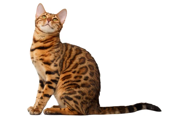 Bengal cat sitting and looking up on white — Stock Photo, Image