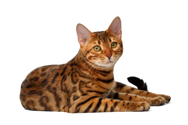 Bengal cat lies on white and looking up — Stock Photo, Image