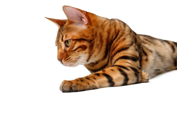 Bengal cat lies on white — Stock Photo, Image