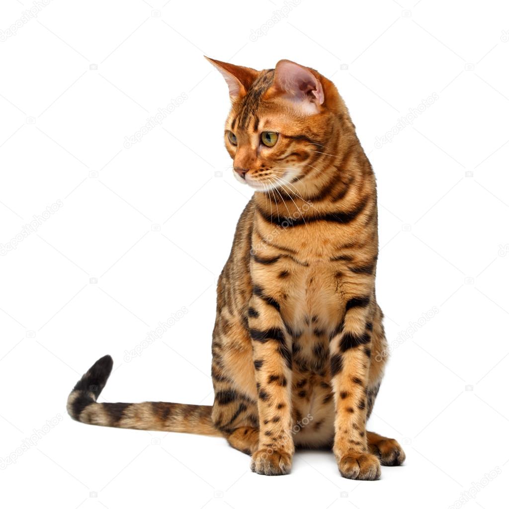 bengal cat sitting and looking down on white — Stock Photo © Seregraf