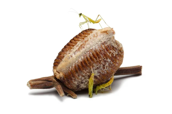 Nyfödda trä mantis och ägget fallet — Stockfoto