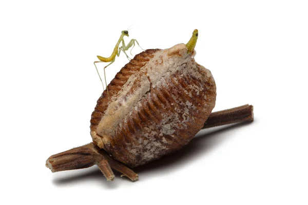 Mantis de lemn nou-născut și caz de ou — Fotografie, imagine de stoc