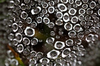 su damlaları bir örümcek ağı üzerinde kümesi