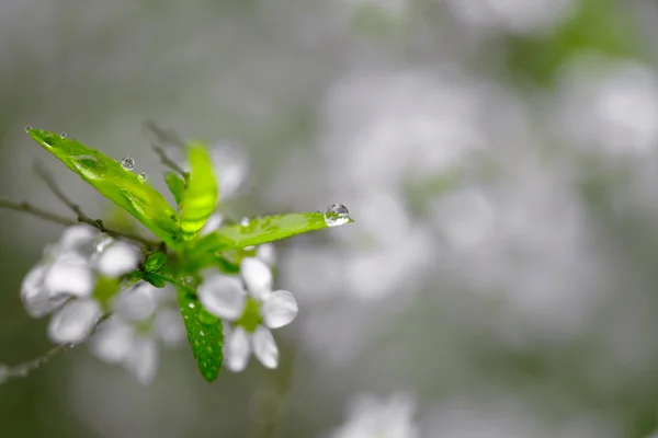 Raindrops on leaf with white flowers — Stock Photo, Image
