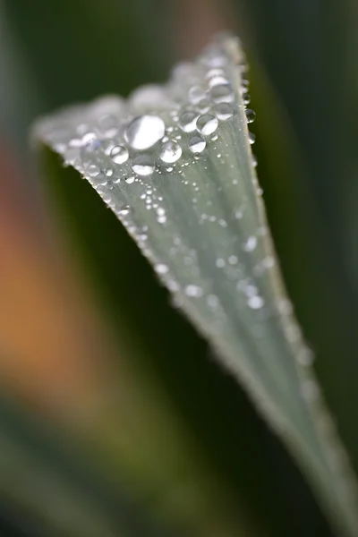 Krople deszczu na zielony liść rolka w dol — Zdjęcie stockowe